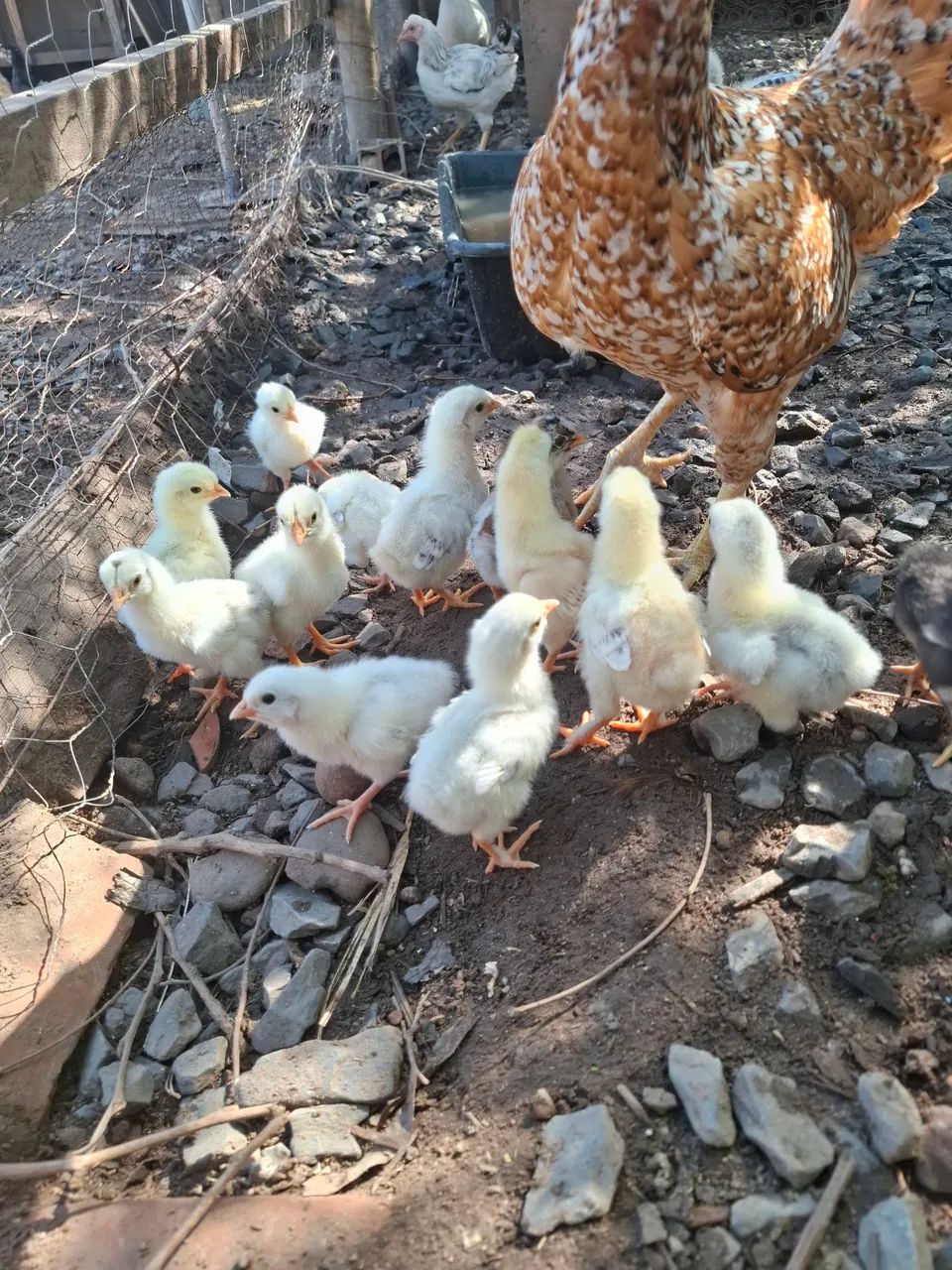 Frango, pintinhos e patos - Foto 3
