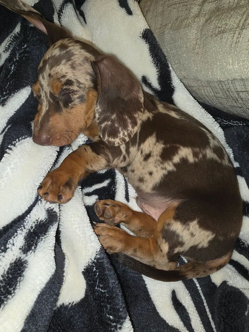 Belíssimo dachshund, salsicha bassê. - Foto 5