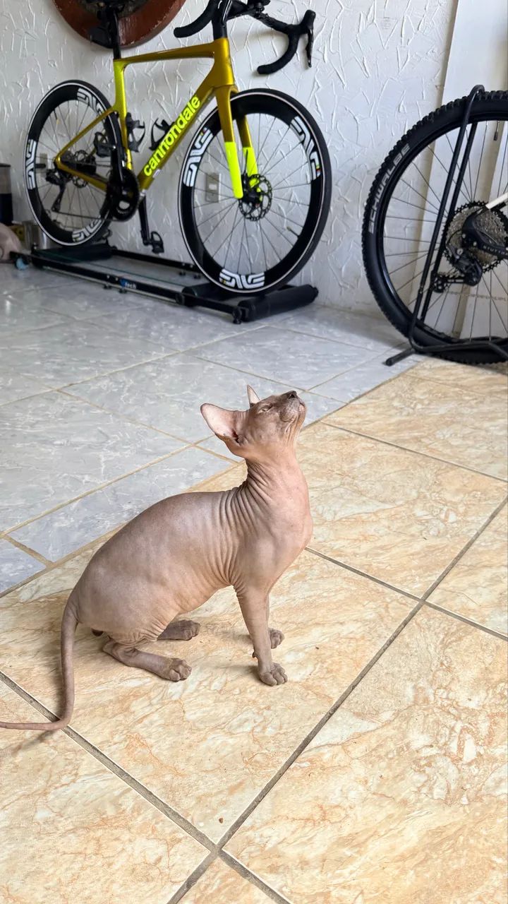 Gato Sphinx Macho Disponível. - Foto 2