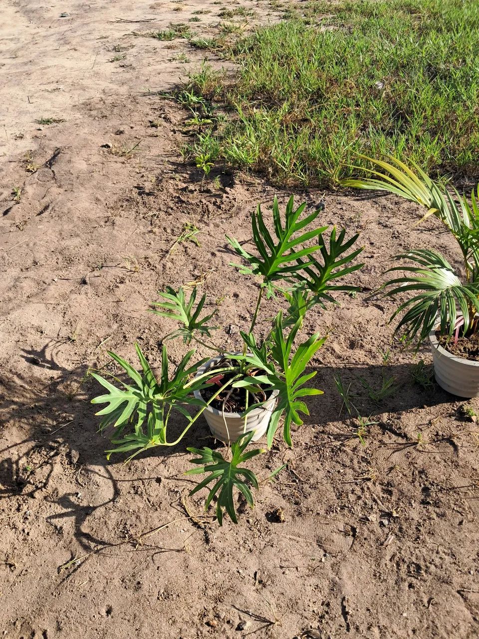 PLANTAS DIVERSAS  - Foto 5