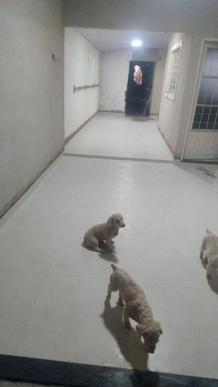 Instalador de porcelanato  - Foto 4