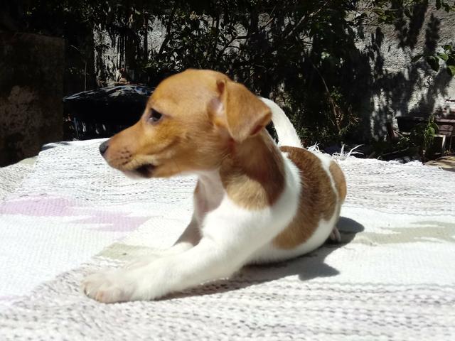 Filhote Fêmea Jack Russell Terrier - "Cachorro do Máscara" com Pedigree - Foto 3