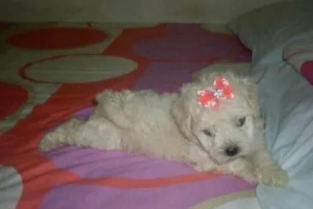 Poodle Toy legitima - Foto 3