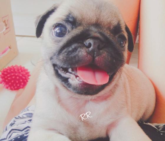 Filhote de Pug Macho