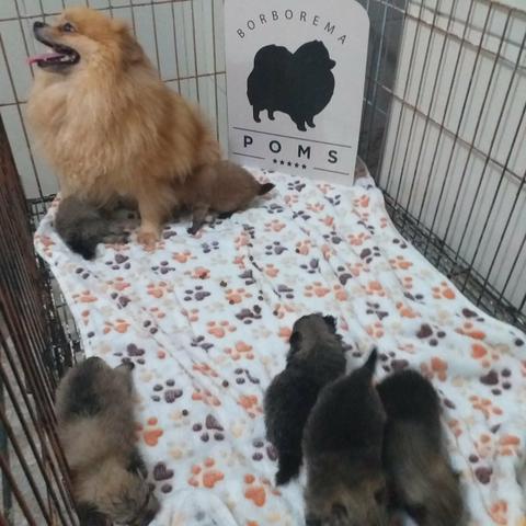 Spitz alemão - Foto 3