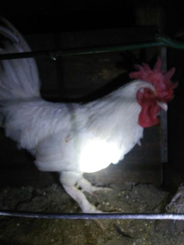 Galos a venda - Foto 3