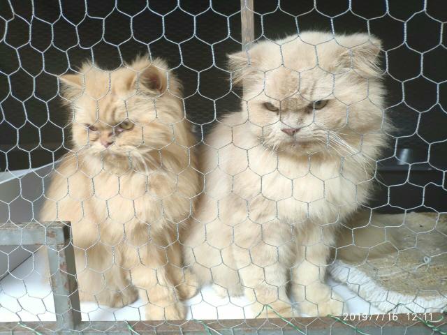 Gato persa filhotes - Foto 5