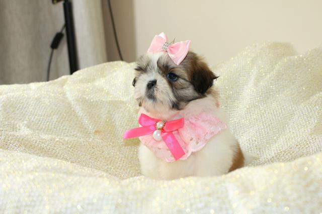 Perfeitas fêmeas micros perninhas curtas - Foto 6