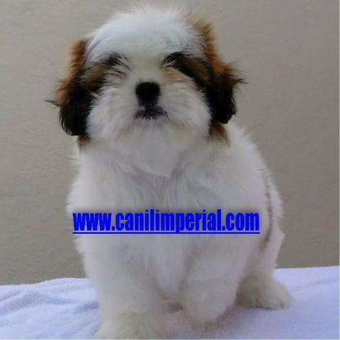 Aqui os melhores Shih Tzu Documentados