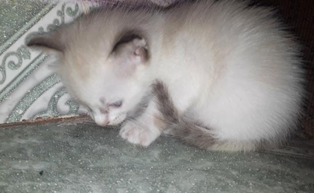 Doação de gatinhos - Foto 4