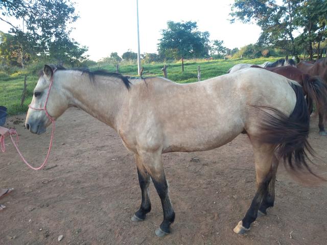 Cavalo inteiro - Foto 3