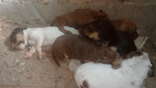 Cachorrinhos - Foto 4