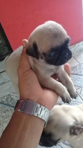 Vende-se três Pug - Foto 2