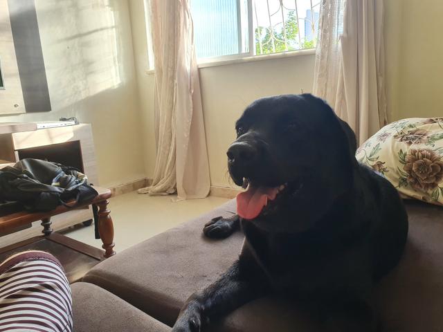 Labrador preto - Foto 2