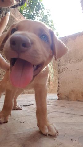 Cachorro Pitbbul com labrador - Foto 2