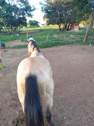 Cavalo inteiro