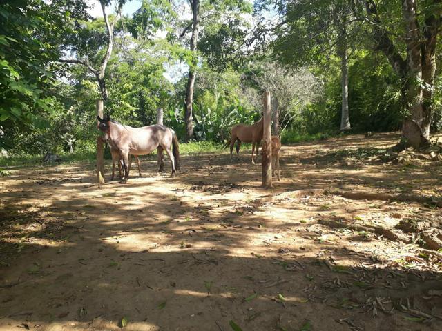 Égua rosilha mangalarga pequira. - Foto 2