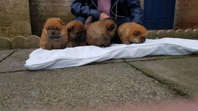 Chow-chow creme/laranja/preto, filhotes a pronta entrega !