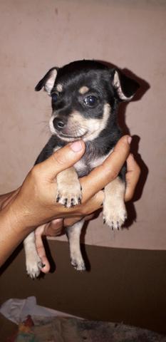 Vendo cachorro pinscher