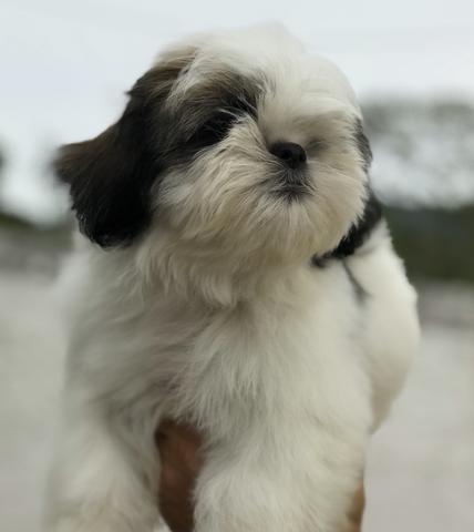 Fêmeas de Shihtzu para clientes exigentes - Alto Padrão e visitas - Foto 2