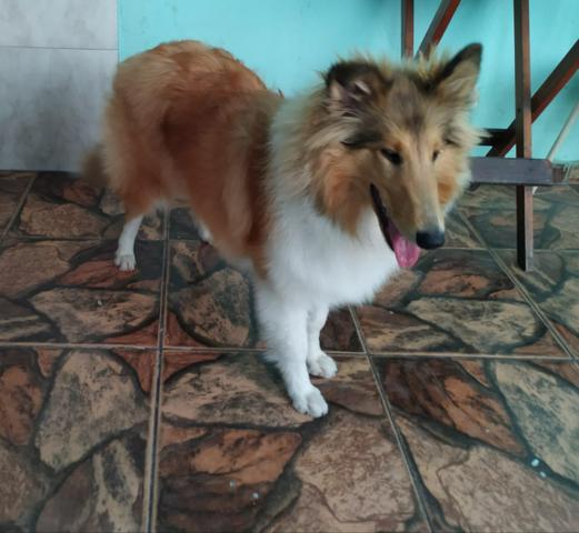 Vende-se Rough Collie fêmea R$ 1500,00 - Foto 2