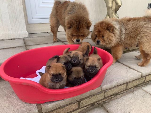 Chow-chow ligue para adquirir conosco * - Foto 2