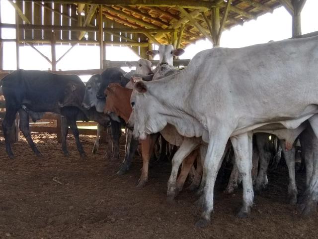 Vendo lote de terneiro - Foto 3