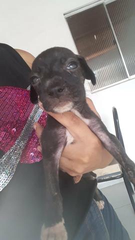 Doação de cachorrinho - Foto 4