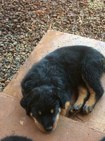 Lindos filhotes raça rottweiler.para venda. - Foto 6
