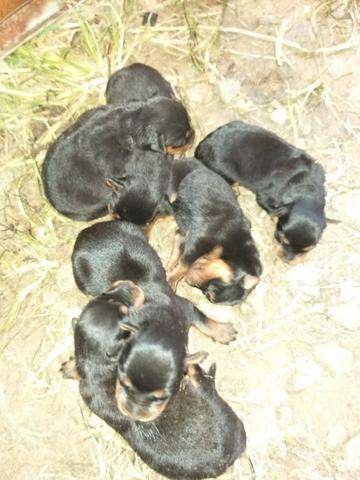 Cachorros - Foto 5