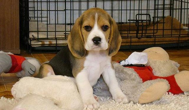 Beagle Filhote Minni com Pedigre e Garantia de Saúde - Foto 3
