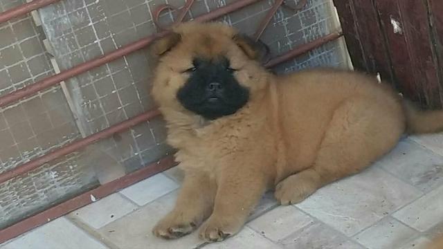 Vende-se 2, chow chow fêmeas.P.Pesado - Foto 2