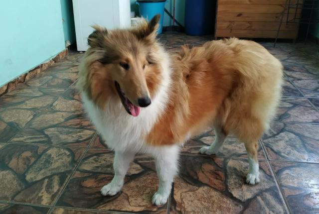 Vende-se Rough Collie fêmea R$ 1500,00