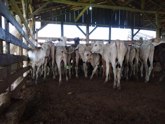 Vendo lote de terneiro - Foto 2