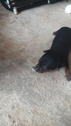 Pinscher filhotes - Foto 4