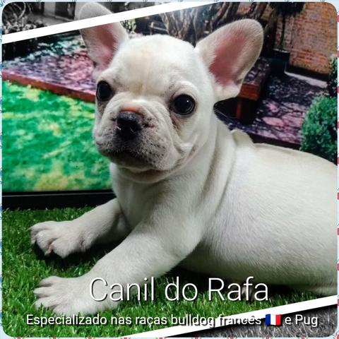 Bulldog francês - Foto 4