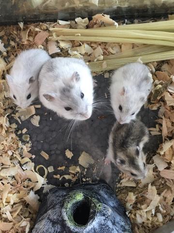 Hamster - Foto 3