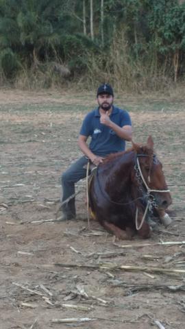 Cavalo lusitano Adestrado - Foto 3