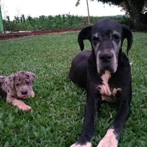 Dogue Alemão Linhagem Importada - Foto 3
