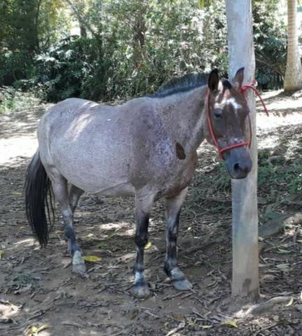 Égua rosilha mangalarga pequira.