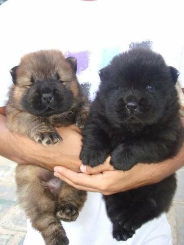 Chow-chow ligue para adquirir conosco * - Foto 2