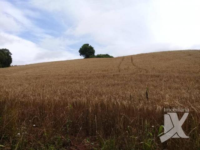 Chácara - venda, 176.055 m² por r$ 1.500.000 - botiatuva - - campo largo - pr - Foto 4