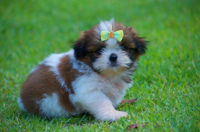 Shih Tzu Filhotes Excelentes Padrão da Raça Documentados - Foto 3