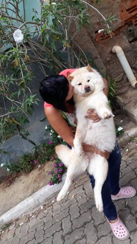 Chow Chow Creme Em Breve - Foto 2