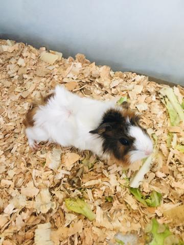 Porquinho da Índia