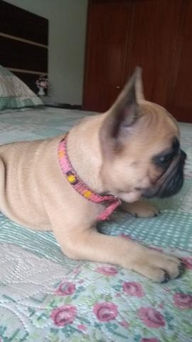 Bulldog Francês Fêmea