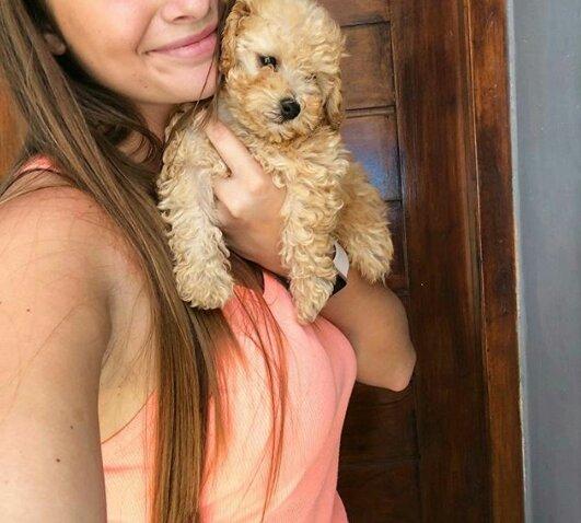 Um casal de poodle anões disponíveis !