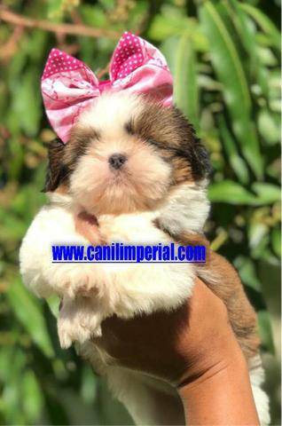 Shih Tzu Filhotes Excelentes Padrão da Raça Documentados