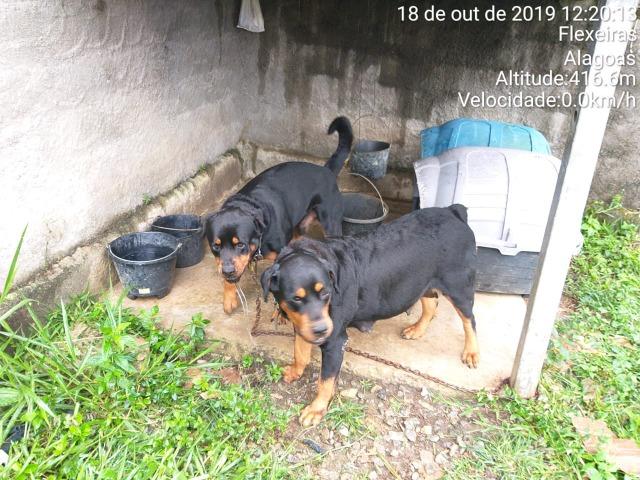 Cachorros