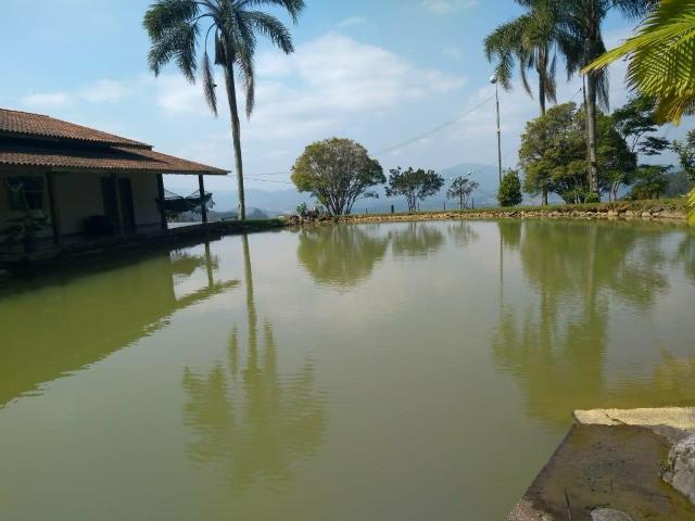 Sítio tifa bom Jesus reflorestamento